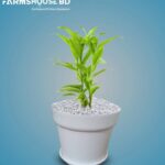 লাকি ব্যাম্বু