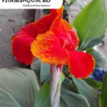 লাল কলাবতি