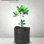 লাল কাঁঠাল