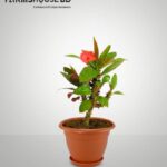 লাল কাটামুকুট