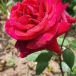 লাল গোলাপ