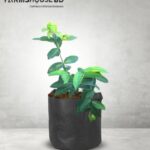 লাল জামরুল