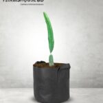 লাল ড্রাগন