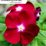 লাল নয়ন তারা