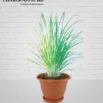 লেমন গ্রাস