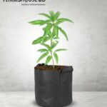 ল্যাঙরা আম