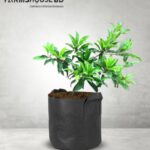 সবুজ জামরুল