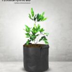 সবুজ জমরুল