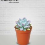 সাকুলেন্ট_ভায়োলেট কুইন