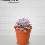 সাকুলেন্ট_ভায়োলেট কুইন