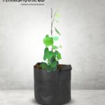 সাদা আঙ্গুর