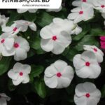 সাদা নয়ন তারা