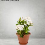 সাদা রঙ্গন