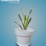 স্নাক প্লান্ট