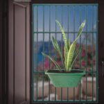 স্ন্যাক প্লান্ট