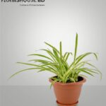 স্পাইডার প্লান্ট