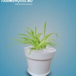 স্পাইডার প্লান্ট