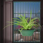 স্পাইডার প্লান্ট