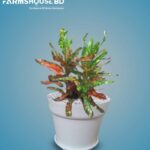 স্প্রিং পাতাবাহার