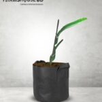 হলুদ-ড্রাগন