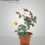 হাইব্রিড গোলাপ