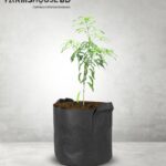 হারিভাঙ্গা আম