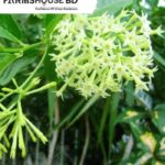 হাসনাহেনা